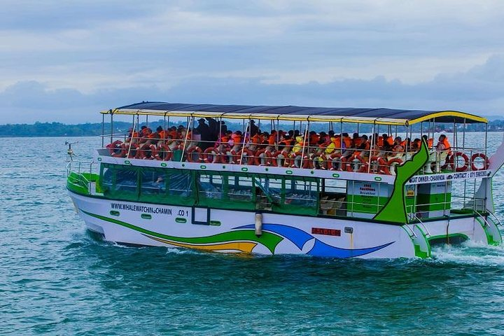 Whales & Dolphin Watching Day Tour including Handunugoda Teafactory  - Photo 1 of 7